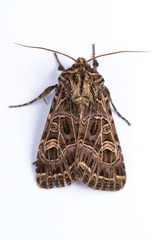 Sideridis reticulata