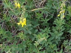 Cytisus nigricans
