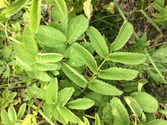Sanguisorba stipulata