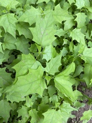 Chenopodiastrum hybridum