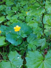 Ranunculus lanuginosus