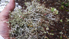 Platismatia stenophylla