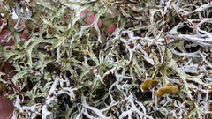 Platismatia stenophylla