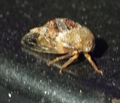 Cyrtolobus tuberosus