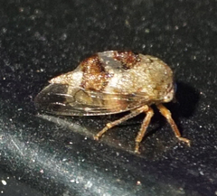 Cyrtolobus tuberosus