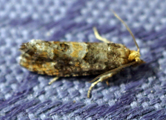 Eucopina tocullionana