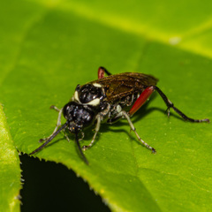 Macrophya punctumalbum