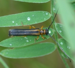 Oberea tripunctata