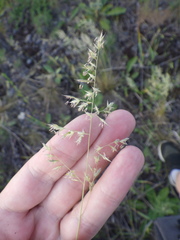 Festuca beckeri