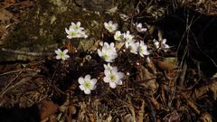 Hepatica