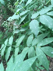 Sambucus sibirica