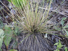 Festuca beckeri