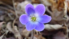 Hepatica