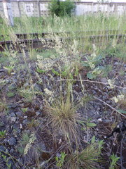 Festuca beckeri