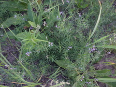 Astragalus arenarius