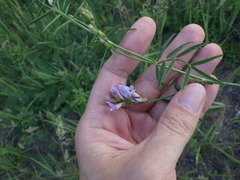 Astragalus arenarius