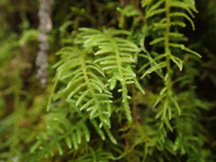 Claopodium bolanderi