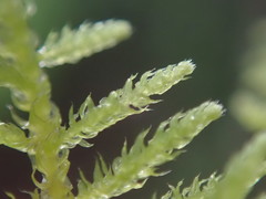 Claopodium bolanderi