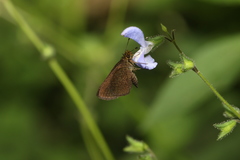 Eprius veleda veleda