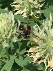 Bombus hortorum