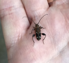 Phymatodes obliquus