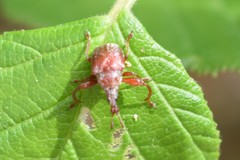 Himatolabus pubescens