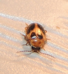 Sacodes pulchella