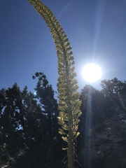 Agave utahensis kaibabensis