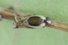 Ancylis discigerana