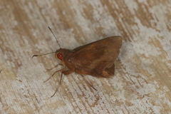 Talides sergestus