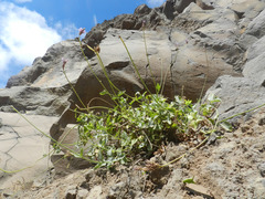 Lavandula rotundifolia
