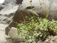 Lavandula rotundifolia