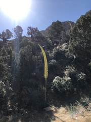 Agave utahensis kaibabensis