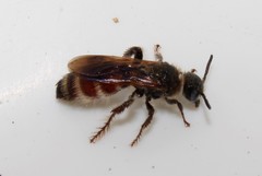 Colpa quinquecincta