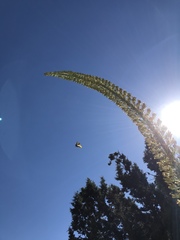 Agave utahensis kaibabensis