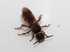 Colpa quinquecincta