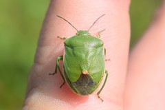Chlorochroa persimilis