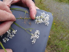 Limnosciadium pinnatum