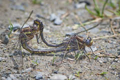 Phanogomphus spicatus