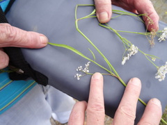 Limnosciadium pinnatum