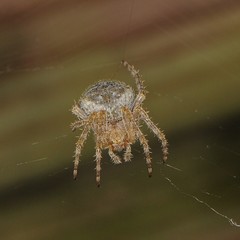 Araneus cavaticus