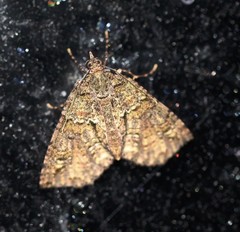 Polyclysta hypogrammata