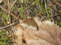 Parallelia bistriaris