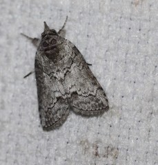 Nycteola polycyma