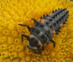 Coccinella septempunctata