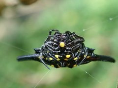 Gasteracantha parangdiadesmia