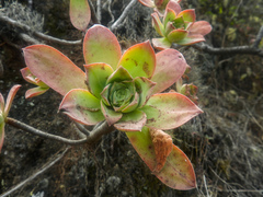 Aeonium gorgoneum
