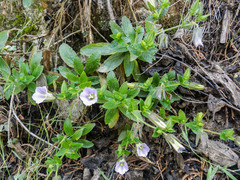 Campanula hortelensis