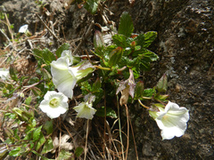 Campanula hortelensis