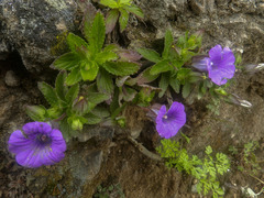 Campanula feijoana